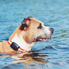 IP67 Waterproof Google Map Pet GPS Tracker with free app 