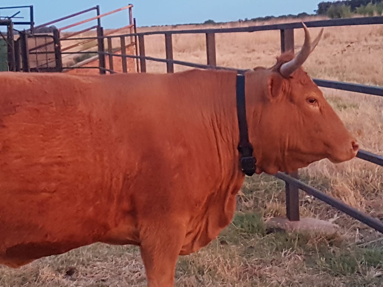 Rastreador GPS solar para seguimiento de animales grandes